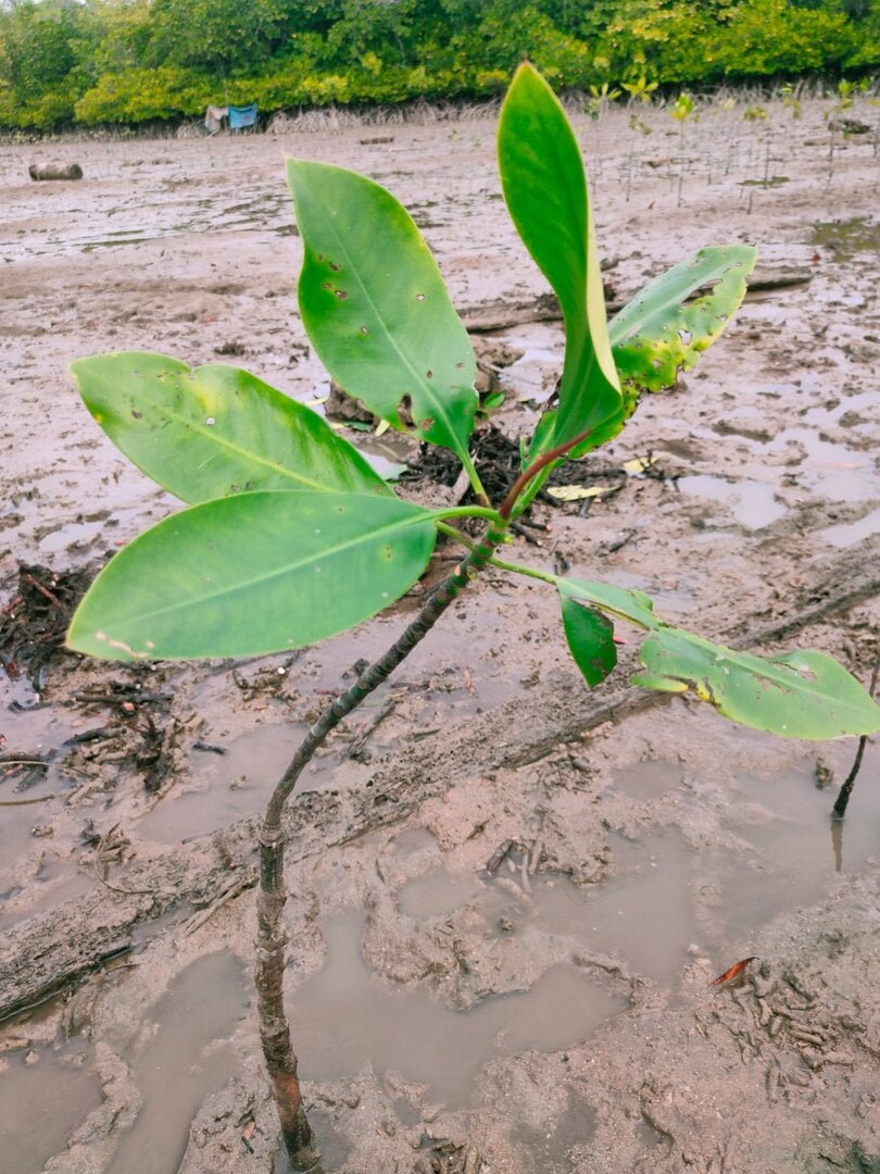 Mangler Tree Tree planting #kNzxxk | Treebuddy