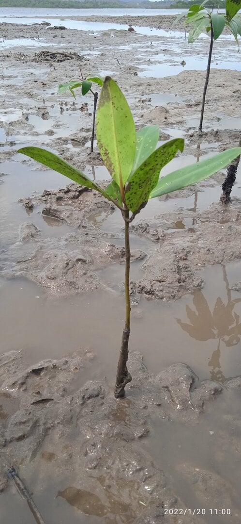 Mangler Tree Tree planting #MDRKDW | Treebuddy